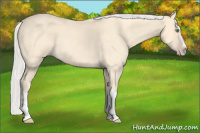 Horse Color:Silver Amber Cream Champagne Roan Splash 