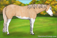 Horse Color:Palomino Roan Splash 