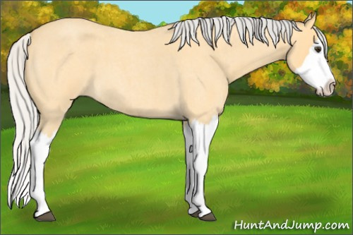 Horse Color: Silver Buckskin Roan Splash 