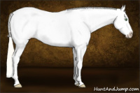 Horse Color:Gold Cream Champagne Appaloosa 