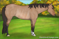 Horse Color:Unknown 