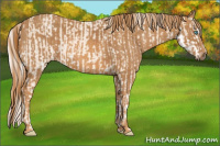 Horse Color:Cremello Sabino  Brindle