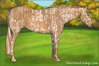 Horse Color:Cremello Sabino  Brindle