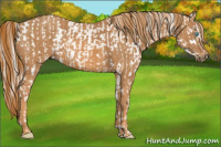Horse Color:Cremello Sabino  Brindle