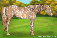 Horse Color:Cremello Sabino  Brindle