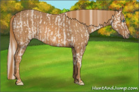 Horse Color:Cremello Sabino  Brindle