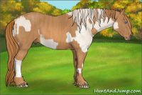 Horse Color:Perlino Sabino  Brindle