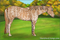 Horse Color:Perlino Sabino Brindle