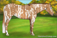 Horse Color:Cremello Sabino  Brindle