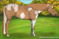 Horse Color:Perlino Sabino Brindle