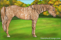 Horse Color:Palomino Pearl Sabino Brindle