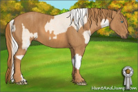 Horse Color:Cremello Sabino Splash Brindle
