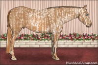 Horse Color:Cremello Sabino Brindle