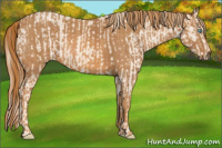 Horse Color:Cremello Sabino  Brindle