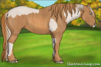 Horse Color:Smoky Creme Sabino  Brindle