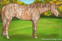 Horse Color:Perlino Sabino Brindle
