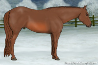 Horse Color:Liver Chestnut 