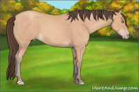Horse Color:Amber Champagne Roan 