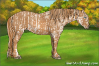 Horse Color:Perlino Sabino Brindle