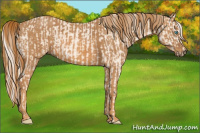 Horse Color:Cremello Sabino Brindle