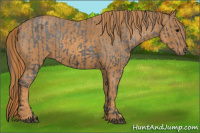 Horse Color:Brown Appaloosa  Brindle