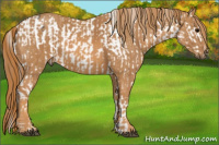 Horse Color:Brown Appaloosa Brindle