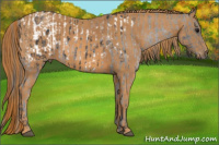 Horse Color:Buckskin Roan Appaloosa  Brindle