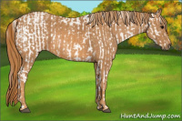 Horse Color:Brown Appaloosa Brindle