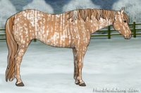 Horse Color:Brown Appaloosa  Brindle