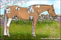Horse Color:Brown Appaloosa Brindle