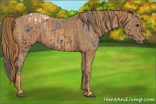 Horse Color: Brown Blanket  Brindle