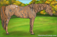 Horse Color:Brown Appaloosa Brindle