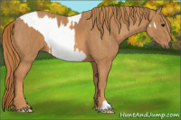 Horse Color:Brown Dun Blanket  Brindle