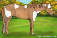 Horse Color:Brown Appaloosa  Brindle