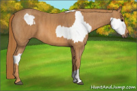 Horse Color:Brown Appaloosa Brindle
