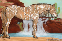 Horse Color:Brown Roan Appaloosa  Brindle