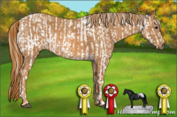 Horse Color:Buckskin Appaloosa  Brindle