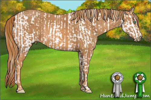 Horse Color: Buckskin Pearl Blanket  Brindle