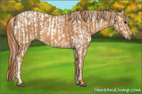 Horse Color:Brown Appaloosa  Brindle