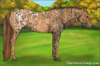 Horse Color:Brown Appaloosa  Brindle