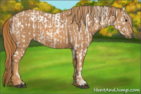 Horse Color:Brown Appaloosa  Brindle