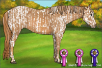 Horse Color:Brown Appaloosa  Brindle