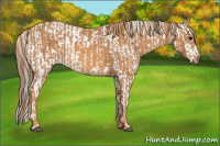 Horse Color:Brown Appaloosa  Brindle