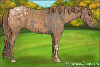 Horse Color:Brown Appaloosa  Brindle