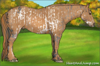 Horse Color:Brown Frame Appaloosa  Brindle