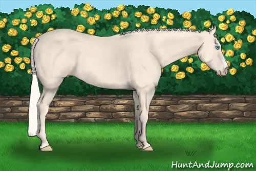 Horse Color: Cremello 