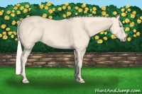 Horse Color:Cremello 