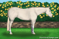 Horse Color:Perlino 