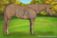 Horse Color:Brown Appaloosa Brindle