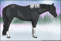 Horse Color:Black Tobiano 